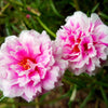 100 Mixed Colors PORTULACA MOSS ROSE Grandiflora Flower Seeds
