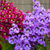 200 Mixed Colors BUTTERFLY ORCHID (Poor Mans Orchid / Angel Wings) Schizanthus Wisetonensis Flower Seeds