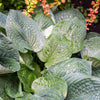 Hosta Elegans Seeds – Shade Lover Flower – photo 2
