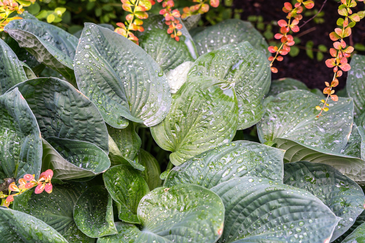 Hosta Elegans Seeds – Shade Lover Flower – photo 2