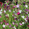Heirloom Mixed Colors Nicotiana Seeds – (Ornamental Flowering Tobacco) Nicotiana Alata Flower