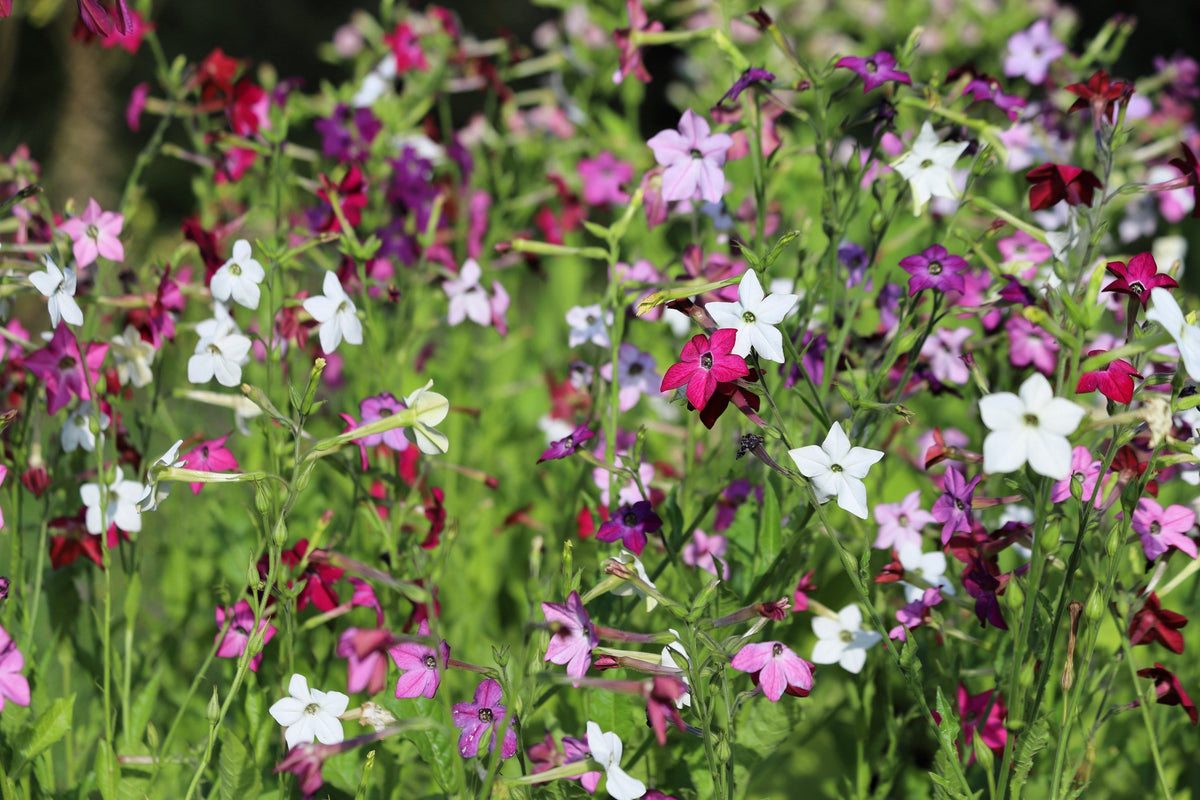 Heirloom Mixed Colors Nicotiana Seeds – (Ornamental Flowering Tobacco) Nicotiana Alata Flower