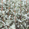 10 AMERICAN SILVERBERRY Elaeagnus Commutata aka Wolf Willow Wolfberry Wild Olive Berry Fruit Shrub Seeds