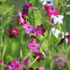 Heirloom Mixed Colors Nicotiana Seeds – (Ornamental Flowering Tobacco) Nicotiana Alata Flower – photo 2