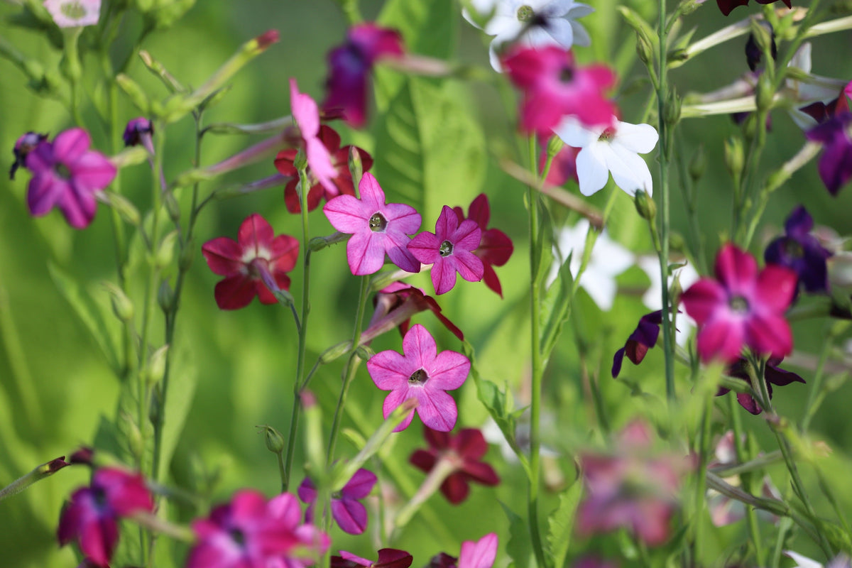 Heirloom Mixed Colors Nicotiana Seeds – (Ornamental Flowering Tobacco) Nicotiana Alata Flower – photo 2