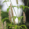 500 GIANT YELLOW HYSSOP Agastache Nepetoides Herb Flower Seeds