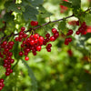 20 Red WAX CURRANT Edible Fruit Berries Pink Flowers Shrub Ribes Cereum Seeds