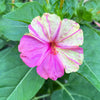 75 MIXED FOUR O CLOCK aka Marvel of Peru Mirabilis Jalapa Flower Seeds