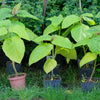 50 Flowering NORTHERN CATALPA Speciosa TREE Seeds (aka Western Catalpa or Catawba / Indian Cigar / Fish-Bait)