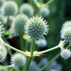 200 RATTLESNAKE MASTER / Button Snakeroot  Eryngium Yuccifolium Flower Seeds