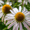 50 WHITE CONEFLOWER Echinacea Purpurea Flower Seeds