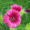 10 VULCAN MALOPE Trifida / Mallowwort / Mallow Flower Seeds