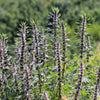 50 MOTHERWORT (Lions Tail / Heartwort) Leonurus Cardiaca Herb Flower Seeds