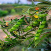 30 PIGEON PEA Dhal Gungo Puerto Rico Bean Cajanus Cajan Vegetable Seeds
