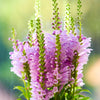 50 PINK Showy OBEDIENT PLANT (False Dragon Head) Physostegia Virginiana Flower Seeds