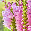 50 PINK Showy OBEDIENT PLANT (False Dragon Head) Physostegia Virginiana Flower Seeds
