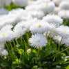 500 Dwarf WHITE ENGLISH DAISY Bellis Perennis Flower Seeds