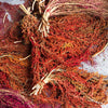 100 Organic BRILLIANT RAINBOW QUINOA Mix Mixed Colors Chenopodium Grain Greens Vegetable Seeds