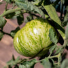 Green Zebra Tomato Seeds – Striped Lycopersicon Fruit Vegetable – photo 7