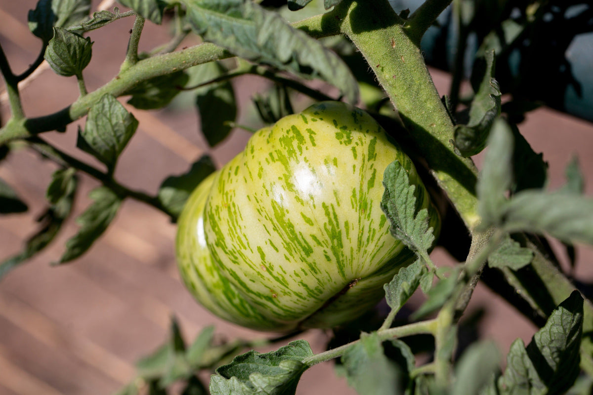 Green Zebra Tomato Seeds – Striped Lycopersicon Fruit Vegetable – photo 7
