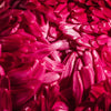 250 Double RED CHINA ASTER Callistephus Chinensis Flower Seeds
