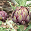 50 PURPLE ROMAGNA ARTICHOKE Italian Cynara Scolymus Flower Vegetable Seeds