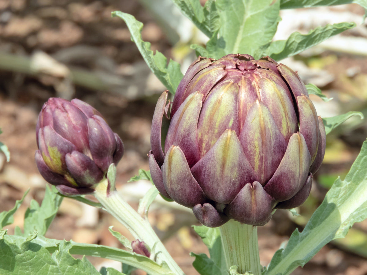 Purple Romagna Artichoke Seeds – Italian Cynara Scolymus Flower Vegetable – photo 6