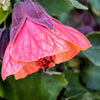 30 Mixed Colors FLOWERING MAPLE (Chinese Bell Flower) Abutilon Hybridum Shrub Bush Small Tree Seeds