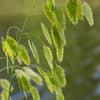 River Oats Seeds – (Northern Sea Oats / Inland Oats) Ornamental Uniola Latifolia Grass – photo 7