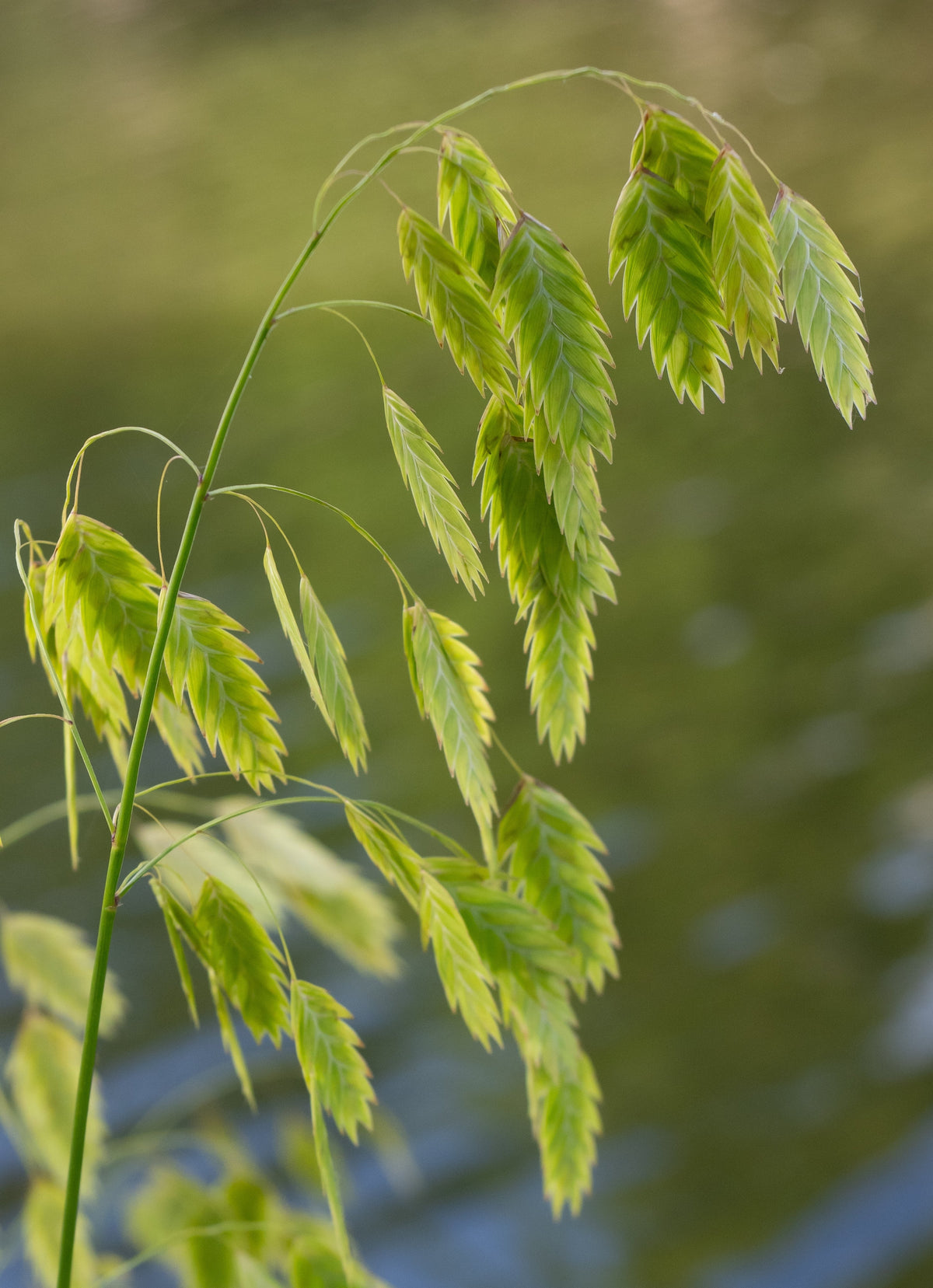 River Oats Seeds – (Northern Sea Oats / Inland Oats) Ornamental Uniola Latifolia Grass – photo 7