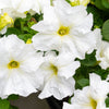 25 WHITE PETUNIA Grandiflora Flower Seeds