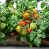 500 BULK Dwarf Cherry TOMATO TINY TIM Solanum Lycoperscium Red Fruit Seeds