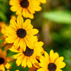 500 BROWN EYED SUSAN Rudbeckia Triloba Flower Seeds