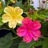 75 MIXED FOUR O CLOCK aka Marvel of Peru Mirabilis Jalapa Flower Seeds