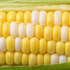 60 BICOLOR CORN DELECTABLE Yellow & White Zea Mays Vegetable Seeds
