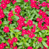 100 DWARF Little MIX PERIWINKLE / Vinca Rosea Flower Seeds