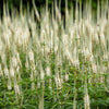 1000 CULVERS ROOT (Black Root) Veronicastrum Virginicum Flower Seeds