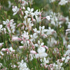 100 White GAURA WHIRLING BUTTERFLIES Gaura Lindheimeri Flower Seeds
