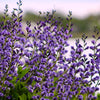 50 BLUE WILD INDIGO (False Indigo) Baptisia Australis Flower Seeds