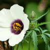 10 SIMPLY LOVE HIBISCUS (Flower of the Hour / Baldder Hibiscus) Hibiscus Trionum Flower Seeds