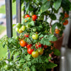 30 Dwarf Cherry TOMATO TINY TIM Solanum Lycoperscium Red Fruit Seeds