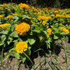 250 Yellow CANARY BIRD ZINNIA Elegans Flower Seeds