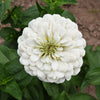 250 White POLAR BEAR ZINNIA Elegans Flower Seeds