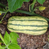 50 DELICATA SQUASH Striped Sweet Potato Cucurbita Pepo Vegetable Seeds