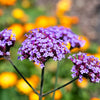 150 BUENOS AIRES VERBENA Brazilian Purple Bonariensis Patagonica Flower Seeds