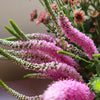 50 Pink VERONICA Longifolia / SPIKE SPEEDWELL Flower Seeds
