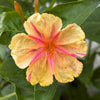 75 MIXED FOUR O CLOCK aka Marvel of Peru Mirabilis Jalapa Flower Seeds