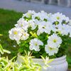 25 WHITE PETUNIA Grandiflora Flower Seeds
