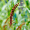 25 RED JEWEL MILLET Setaria Italica Ornamental Grass Flower Seeds