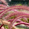 25 Dwarf Purple CHINESE FOUNTAIN GRASS Pennisetum Alopecuroides Hardy Ornamental Seeds